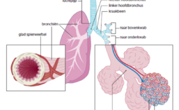 Anatomie van de longen