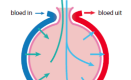 Schematische weergave van de opname van zuurstof in het bloed