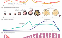 Verloop van gonadotrofinen (a), gebeurtenissen in het ovarium (b), ovariumhormonen (c) en baarmoederslijmvlies (d) tijdens de menstruatiecyclus